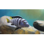Pseudotropheus Elongatus Yellow