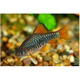 Barbo oligolepis - Barbo ajedrez Barbo oligolepis - Barbo ajedrez