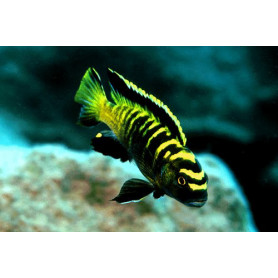Pseudotropheus Flavus Pseudotropheus Flavus