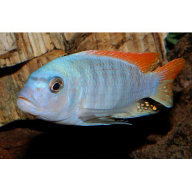 Pseudotropheus Greshakei Pseudotropheus Greshakei