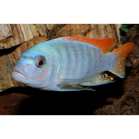 Pseudotropheus Greshakei