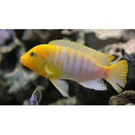 Pseudotropheus Hajomaylandi Pseudotropheus Hajomaylandi