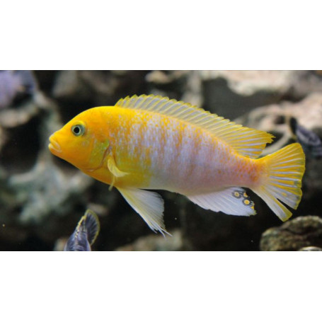 Pseudotropheus Hajomaylandi