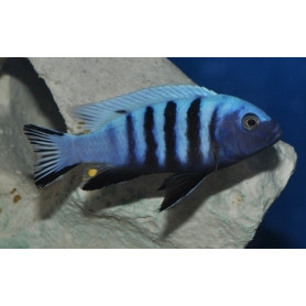 Pseudotropheus Kingsizei Blue Gold Pseudotropheus Kingsizei Blue Gold