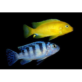 Pseudotropheus Lombardoi Pseudotropheus Lombardoi