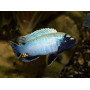 Pseudotropheus Polit