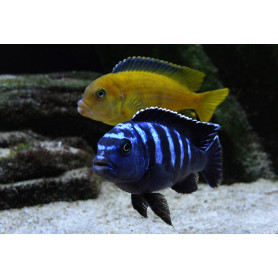 Pseudotropheus Saulosi Pseudotropheus Saulosi