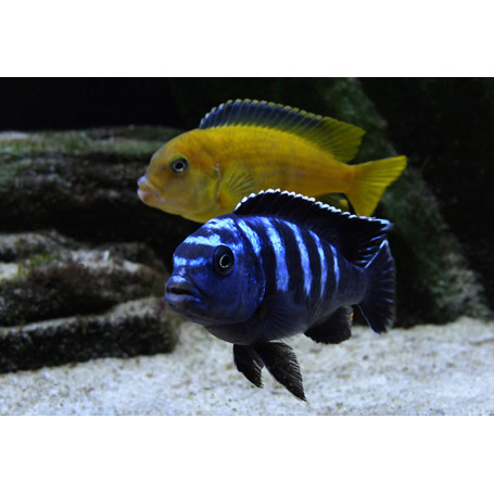 Pseudotropheus Saulosi