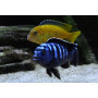 Pseudotropheus Saulosi