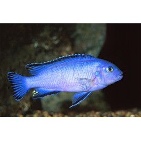 Pseudotropheus Socolofi Pseudotropheus Socolofi