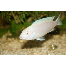 Pseudotropheus Socolofi Albin Pseudotropheus Socolofi Albin