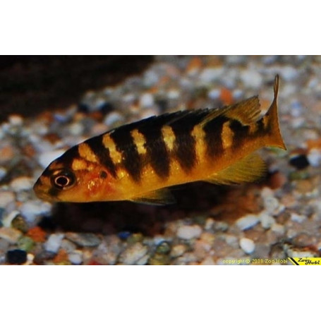 Pseudotropheus SP Cameleo