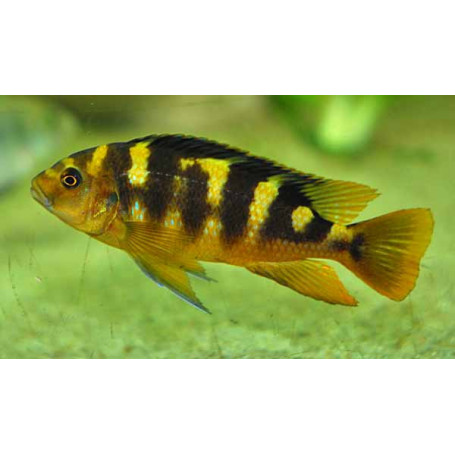 Pseudotropheus Crabro