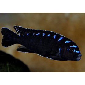 Pseudotropheus SP Neon Spot Pseudotropheus SP Neon Spot