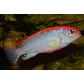 Pseudotropheus SP Red Top Ndumbi Pseudotropheus SP Red Top Ndumbi