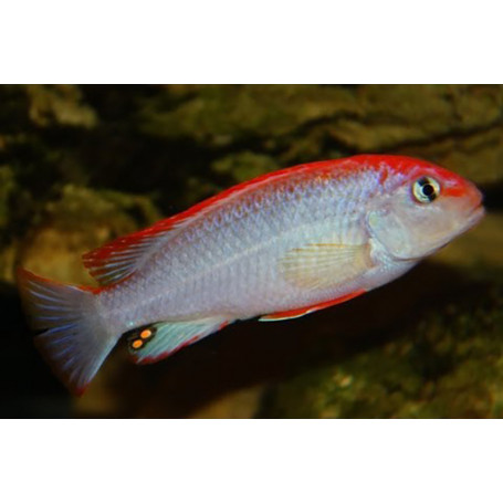 Pseudotropheus SP Red Top Ndumbi