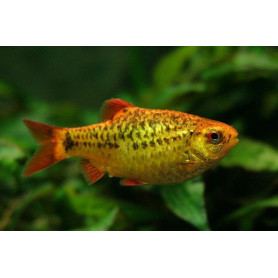 Barbus schuberti - Barbo dorado Barbus schuberti - Barbo dorado