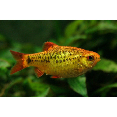 Barbus schuberti - Barbo dorado