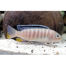 Pseudotropheus Tropheops Red Fin Pseudotropheus Tropheops Red Fin