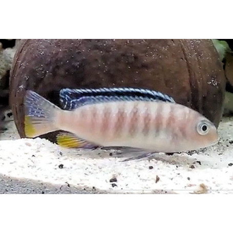 Pseudotropheus Tropheops Red Fin
