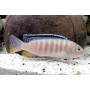 Pseudotropheus Tropheops Red Fin