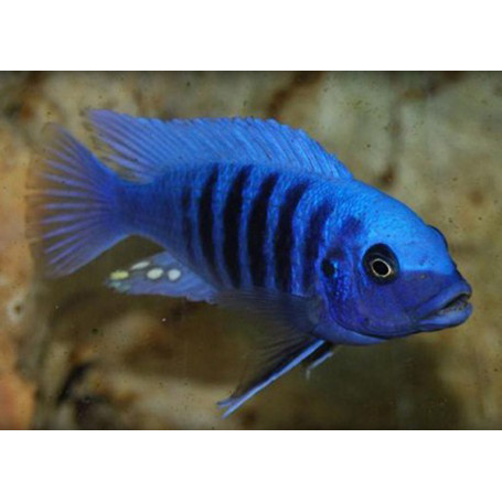 Pseudotropheus Zebra Blue + Blue
