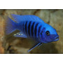 Pseudotropheus Zebra Blue + Blue