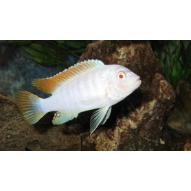 Pseudotropheus Zebra Albino Pseudotropheus Zebra Albino
