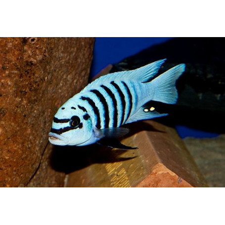 Pseudotropheus Zebra Chilumba Maison Reef