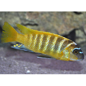 Pseudotropheus Zebra Gold Mundola Point Pseudotropheus Zebra Gold Mundola Point