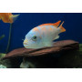 Pseudotropheus Zebra Red + Blue