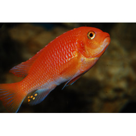 Pseudotropheus Zebra Red + Red Pseudotropheus Zebra Red + Red