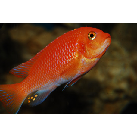 Pseudotropheus Zebra Red + Red