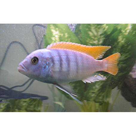 Pseudotropheus Zebra Red Fin