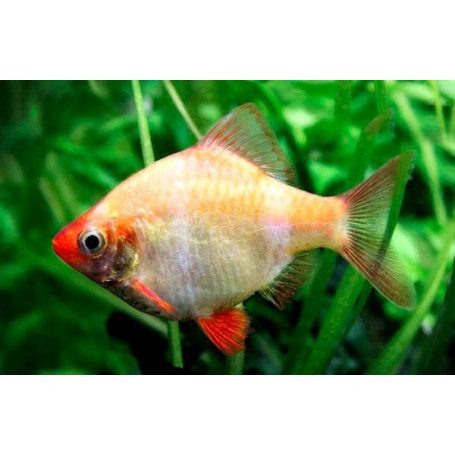 Barbo tigre albino