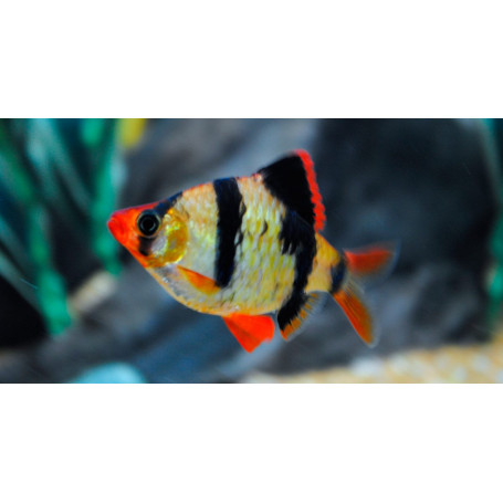 Barbo tigre
