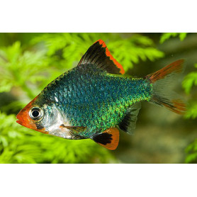 Barbus tetrazona green Barbus tetrazona green