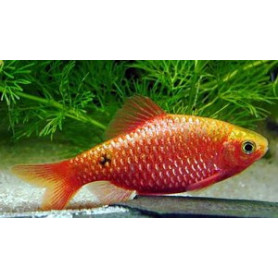 Barbus  conchonius - Barbo rosado Barbus  conchonius - Barbo rosado