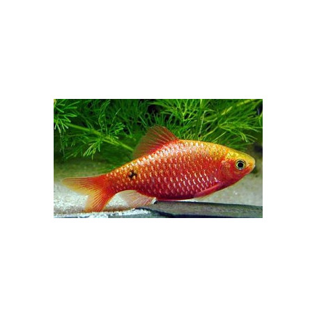 Barbus  conchonius - Barbo rosado