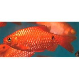 Barbus conchonius diamant - Barbo diamante rosado Barbus conchonius diamant - Barbo diamante rosado