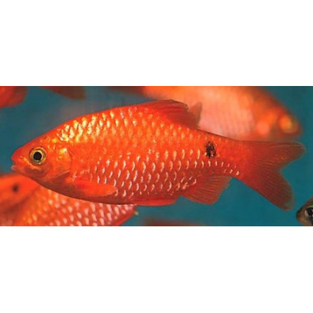 Barbus conchonius diamant - Barbo diamante rosado