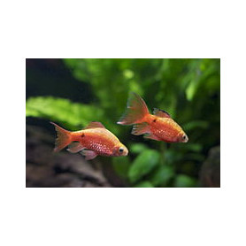 Barbus conchonius gold - Barbo gold rosy Barbus conchonius gold - Barbo gold rosy