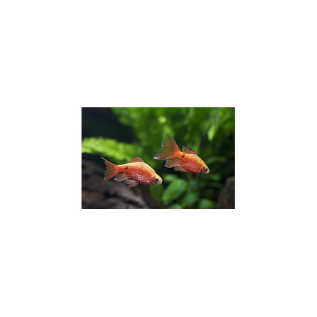 Barbus conchonius gold - Barbo gold rosy