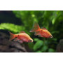 Barbus conchonius gold - Barbo gold rosy