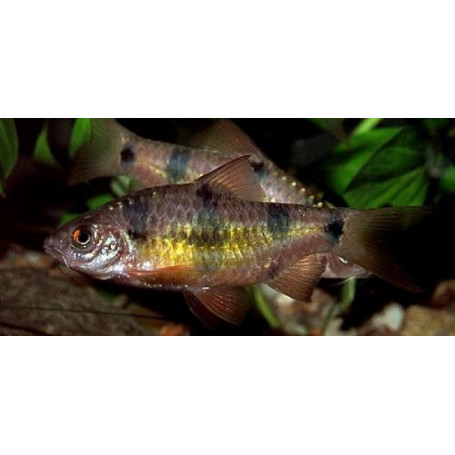 Barbus everetti - Barbo everetti