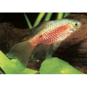 Barbus chonchonius diamant Velo Barbus chonchonius diamant Velo