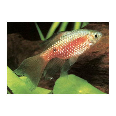 Barbus chonchonius diamant Velo