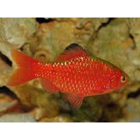 Barbus conchonius neon orange supercolor