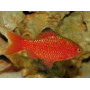 Barbus conchonius neon orange supercolor