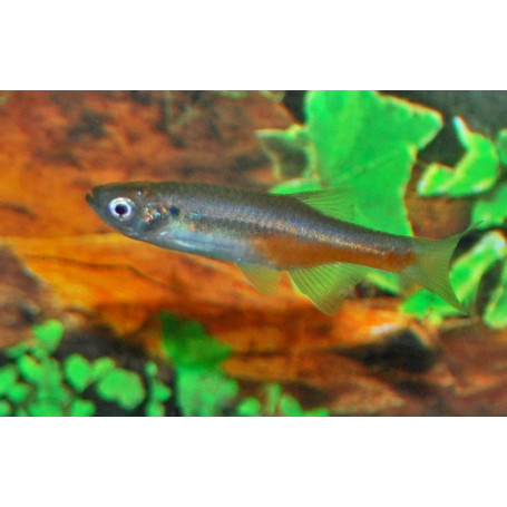 Devario sondhii
